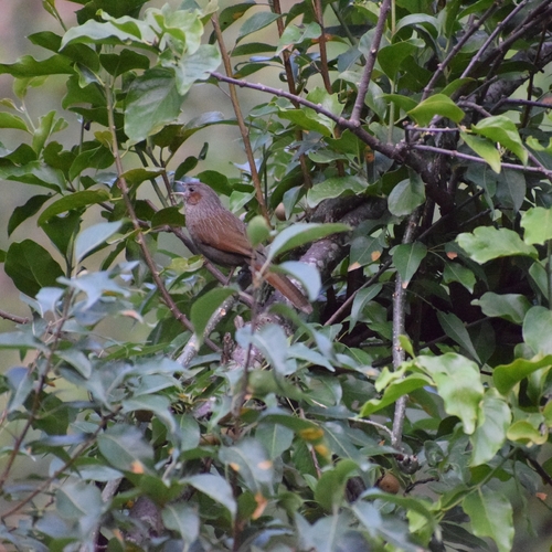 Streaked Laughingthrush