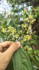 Microcos paniculata, photograph (c) Aadi Kulkarni, some rights reserved (CC BY)