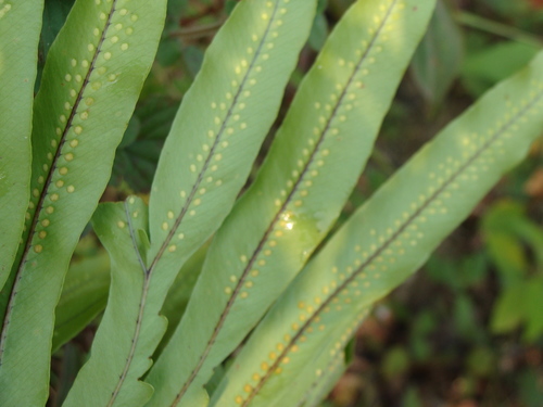 Image of Serpocaulon triseriale by (c) Alexis López Hernández, some rights reserved (CC BY)