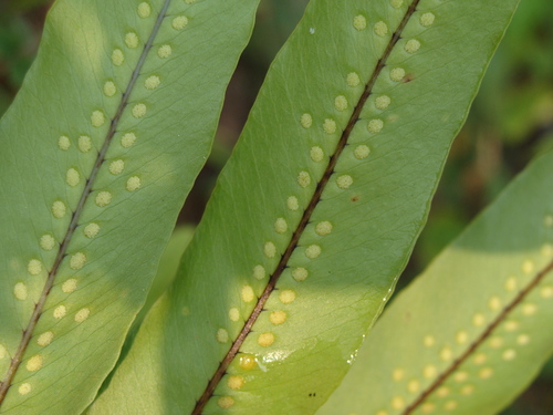 Image of Serpocaulon triseriale by (c) Alexis López Hernández, some rights reserved (CC BY)