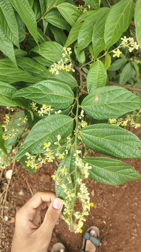 Microcos paniculata, photograph 5