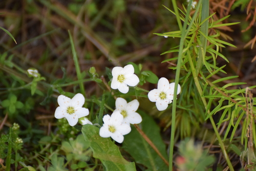 Arenaria montana, photograph 4