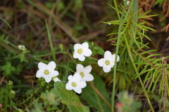Arenaria montana, photograph (c) Jose Castro, some rights reserved (CC BY)