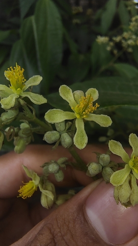 Microcos paniculata, photograph 6