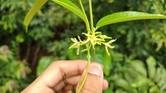 Cryptolepis buchananii, photograph (c) Aadi Kulkarni, some rights reserved (CC BY)