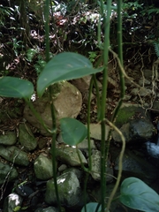 Monsteroideae