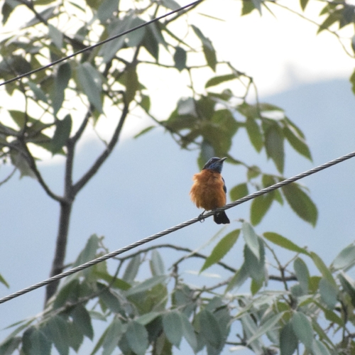 Chestnut-bellied Rock-Thrush