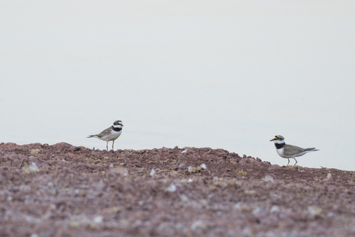 Little Ringed Plover