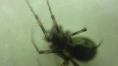 Lepthyphantes minutus