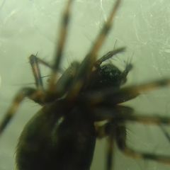 Lepthyphantes minutus