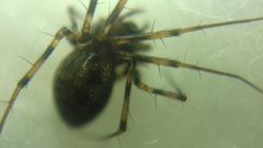 Lepthyphantes minutus