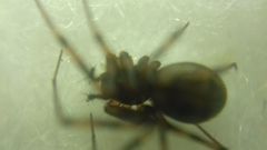 Lepthyphantes minutus