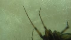 Lepthyphantes minutus