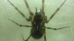 Lepthyphantes minutus