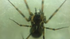 Lepthyphantes minutus