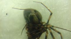 Lepthyphantes minutus