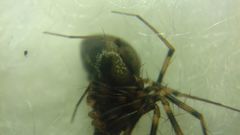 Lepthyphantes minutus