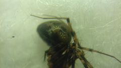 Lepthyphantes minutus