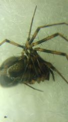 Lepthyphantes minutus