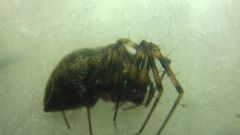 Lepthyphantes minutus