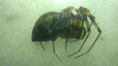 Lepthyphantes minutus