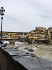 Chroicocephalus ridibundus