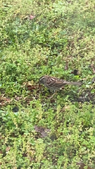 Zonotrichia albicollis