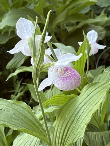 Showy Lady'S Slipper