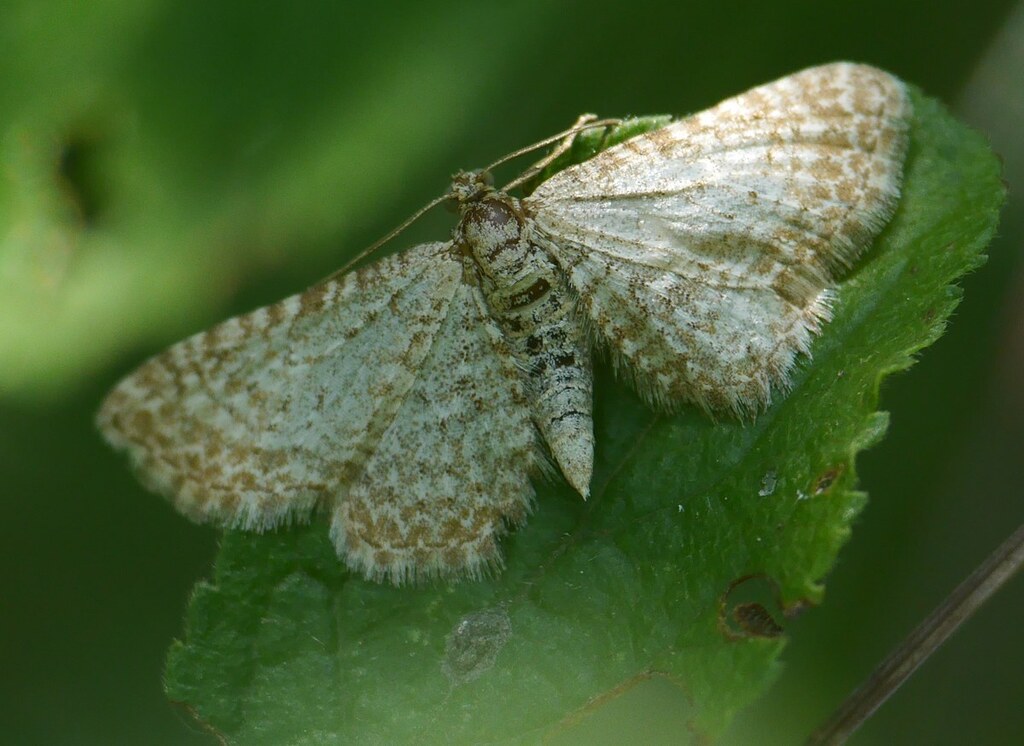Doubleday's Pug
