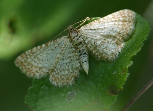 Doubleday's Pug