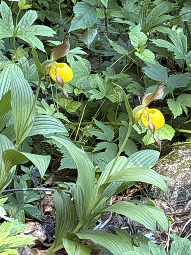 Yellow Lady'S Slipper
