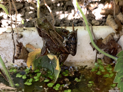 Rana temporaria