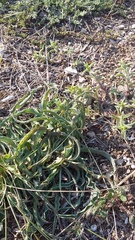 Takhtajaniantha crispa