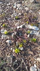 Euphorbia petrophila