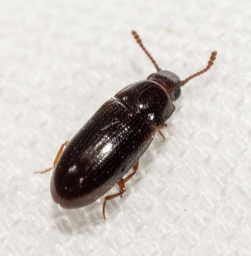 Pharaxonotha, 2026-05-05