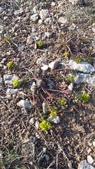 Euphorbia petrophila