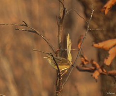 Prinia polychroa