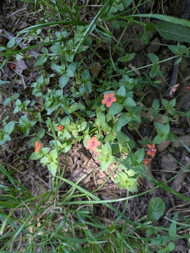 scarlet pimpernel