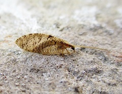 Wesmaelius subnebulosus