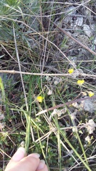 Helianthemum oelandicum orientale