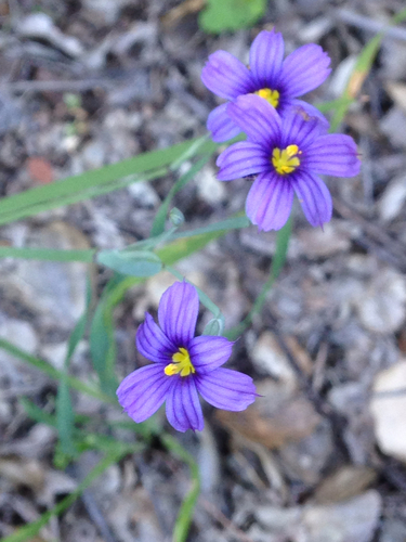 iNaturalist observation photo of western blue-eyed grass