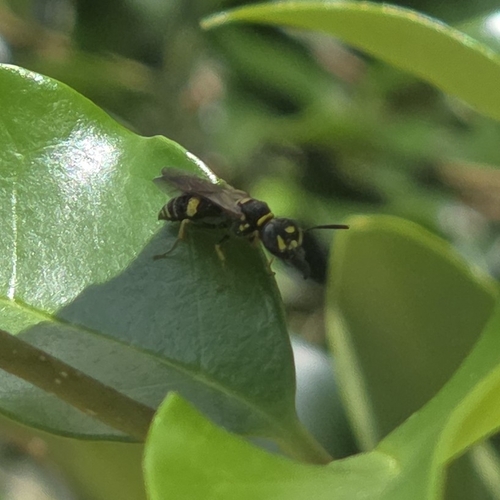 Hump-backed Beewolf