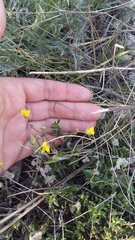 Helianthemum oelandicum orientale