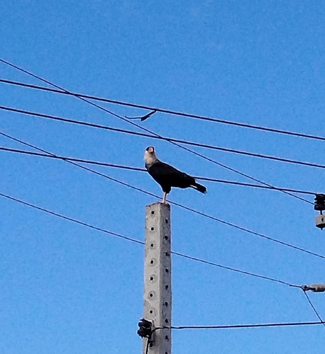 Crested Caracara