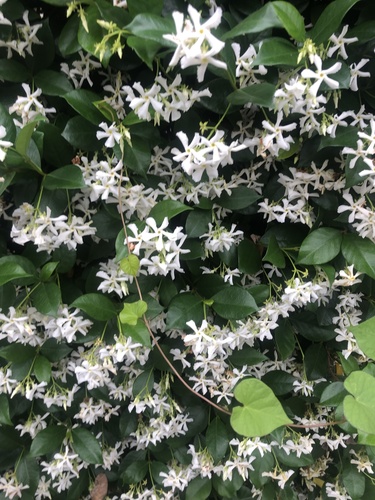 Trachelospermum jasminoides