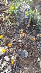Euphorbia petrophila