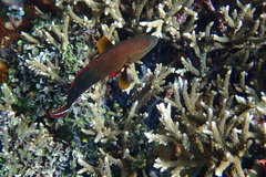 Cephalopholis urodeta