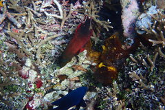 Cephalopholis urodeta