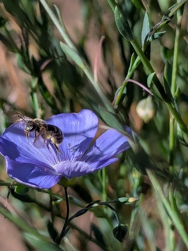 Tansy Mustard Sweat Bee