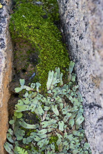 Cliff Waxwort